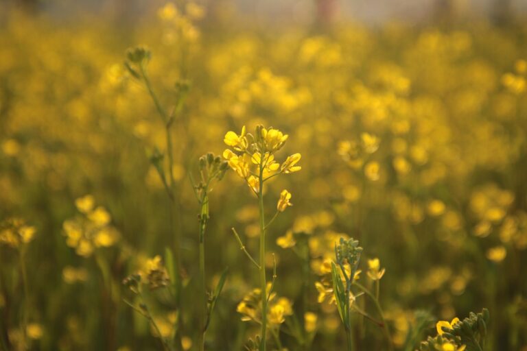 rapeseed, flower wallpaper, spring, nature, flowers, flower background, botany, bloom, blossom, beautiful flowers, macro-7102819.jpg