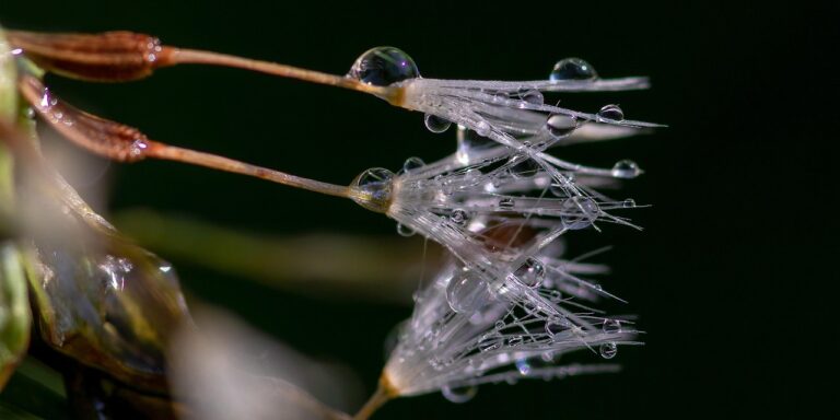 drops, dandelion seeds, raindrop, transparent, droplets, reflection, nature, wet, dewdrop, drop of water, up close-4170524.jpg